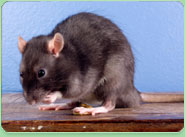 rat control Quedgeley
